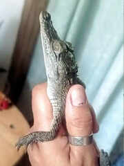 Crocodylus acutus