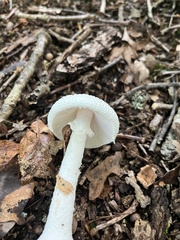 Amanita abrupta