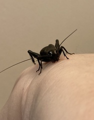 Gryllus pennsylvanicus