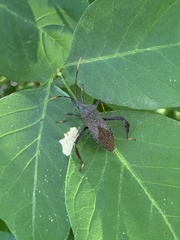 Acanthocephala terminalis