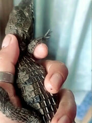 Crocodylus acutus