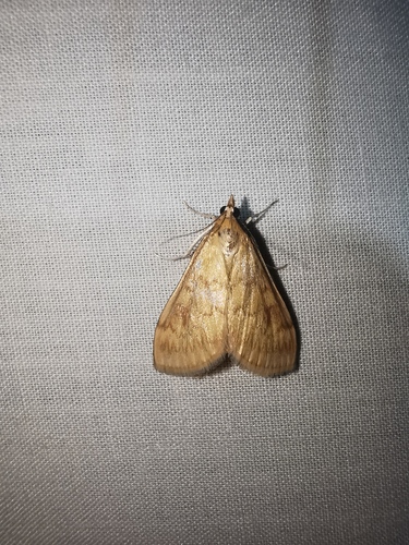 Ostrinia nubilalis