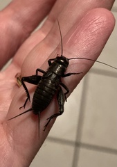 Gryllus pennsylvanicus