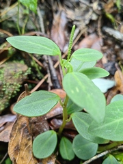 Peperomia liebmannii