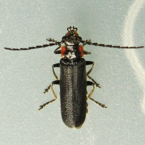 Cantharis tuberculata (LeConte, 1851)