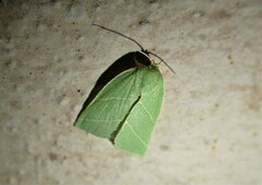 Bena bicolorana