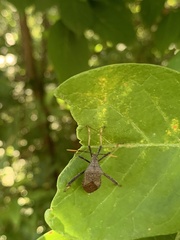 Acanthocephala terminalis