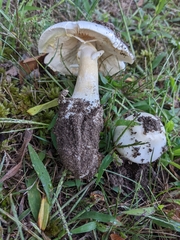 Amanita