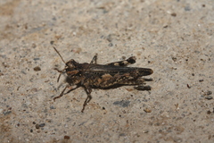 Acrotylus insubricus
