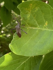 Acanthocephala terminalis