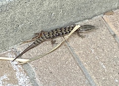 Elgaria multicarinata