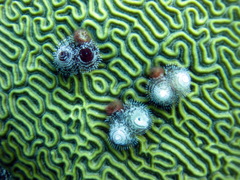 Pseudodiploria strigosa