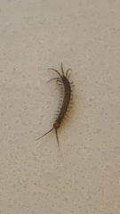Lithobiomorpha