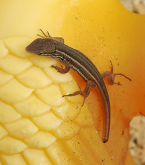 Psammodromus algirus