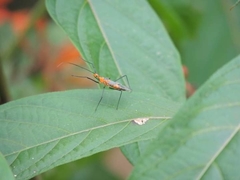 Zelus longipes