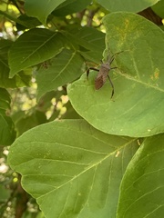 Acanthocephala terminalis