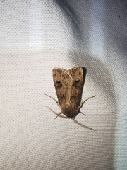 Agrotis bigramma
