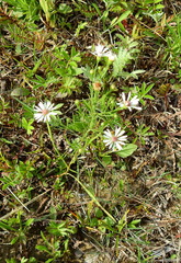 Symphyotrichum boreale