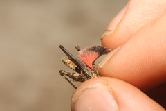 Acrotylus insubricus