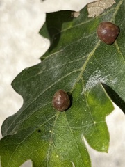 Xanthoteras eburneum