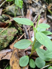 Peperomia liebmannii