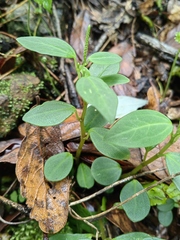 Peperomia liebmannii
