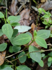Peperomia liebmannii