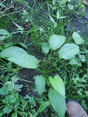 Alisma plantago-aquatica