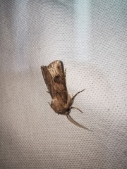 Agrotis bigramma