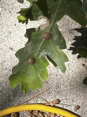 Xanthoteras eburneum