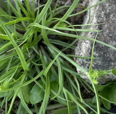 Cyperus brevifolius