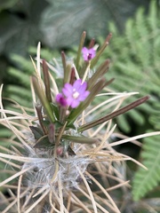 Epilobium glandulosum