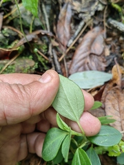 Peperomia liebmannii