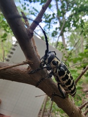 Plectrodera scalator