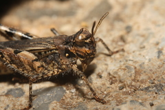 Acrotylus insubricus