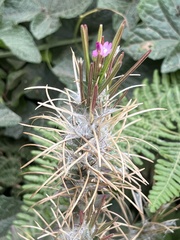 Epilobium glandulosum