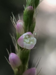 Persicaria longiseta