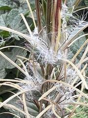 Epilobium glandulosum