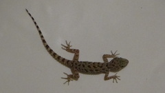 Cyrtopodion scabrum