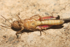 Aiolopus strepens