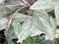 Epilobium glandulosum