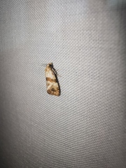 Phalonidia contractana