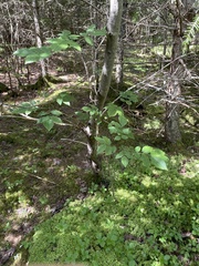 Fraxinus americana