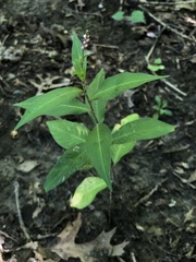 Persicaria longiseta