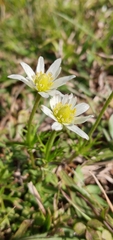 Anemone decapetala