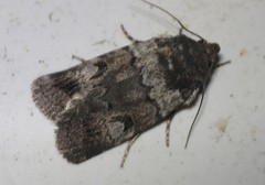 Thoracolopha flexirena