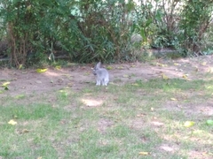 Oryctolagus cuniculus