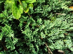 Juniperus horizontalis