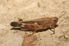 Aiolopus strepens
