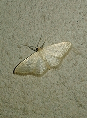 Idaea subsericeata